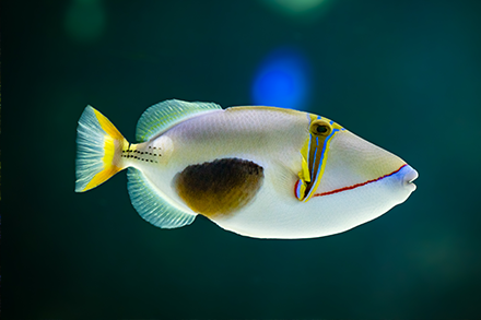 Organsiser une sortie scolaire à l'Aquarium de La Rochelle