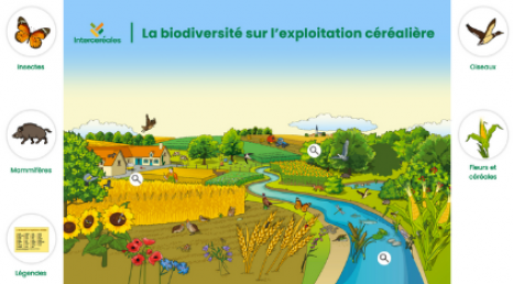 La biodiversité sur l'exploitation céréalière